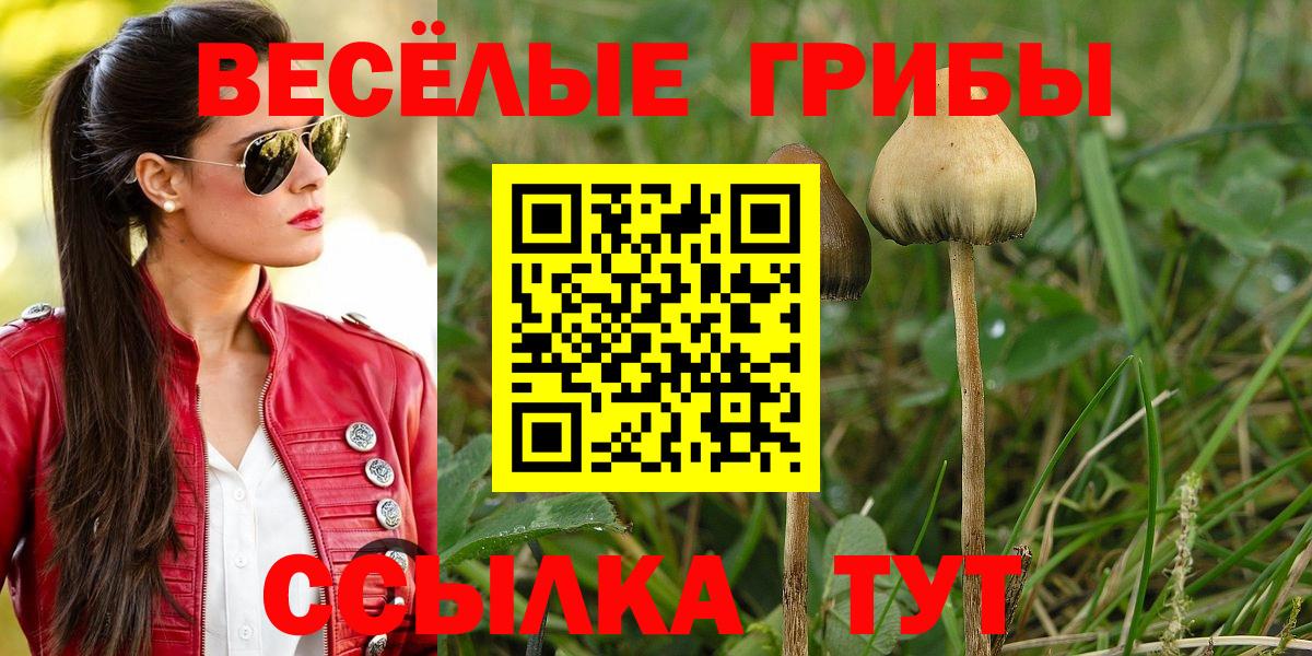 Губкинский  Псилоцибиновые грибы ЛСД  даркнет сайт  Вход с VPN 